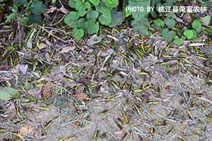 竹蝗噴霧防治效果